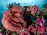 Fiji Reef Scene with Soft Corals, Gorgonans, and Schools of Anthias. Photographic Print by Andy Lerner