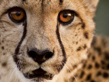 Close Up Portrait of a Cheetah. Photographic Print by Karine Aigner