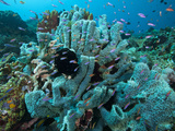 Sponges and Anthias..Shot in Indonesia Photographic Print by Jeff Yonover