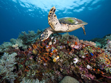 Eretmochelys Imbricata Photographic Print by Jeff Yonover