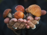 Boletus Mushrooms in Chokosna Photographic Print by Ethan Welty