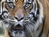 Extreme Closeup Portrait of a Male Sumatran Tiger. Photographic Print by Karine Aigner