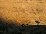 A Mountain Goat Stands Silhouetted Against Golden Light in Glacier National Park, Montana. Photographic Print by Steven Gnam