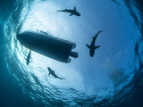 Scuba Diving Boat Surrounded by Silkie Sharks at Jardines De La Reina, Cuba. Photographic Print by Christian Vizl