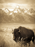 Bison in Grand Teton National Park Wyoming Photographic Print by Justin Bailie