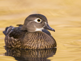 A Female Wood Duck (Aix Sponsa) on a Small Pond in Southern California. Photographic Print by Neil Losin