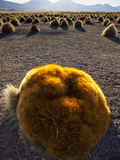 A Large Ball Cactus Survives on the Cold, Wind-Blown Altiplano I Photographic Print by Sergio Ballivian