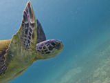 Galapagos Islands, Ecuador Photographic Print by Karine Aigner