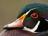 Closeup of a Male Wood Duck (Aix Sponsa) on a Small Pond in Southern California. Photographic Print by Neil Losin