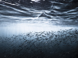 Landscape of Sardines and Breaking Waves in a Rock Called Sacramento, Ixtapa, Guerrero, Mexico. Photographic Print by Christian Vizl