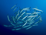 A School of Barracuda Circles in the Current. Photographic Print by Andy Lerner