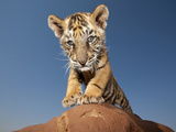 Portrait of a Bengal Tiger Cub Posing on a Rock Against a Blue Sky.  South, Africa. Photographic Print by Karine Aigner