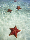 Paradise and Seclusion Photographic Print by Patrick Brooks Brandenburg