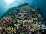 Plate Coral Formations on the Reef in Fiji. Photographic Print by Andy Lerner