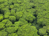 Aerial View of Invasive Albizia Trees (Falcataria Moluccana) on Kauai, Hawaii. Photographic Print by Ethan Welty