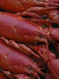 Cooked Maine Lobster Photographie par Nance Trueworthy