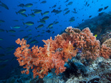 Sloping Reef and Sleek Unicornfishes..Shot in Indonesia Photographic Print by Jeff Yonover