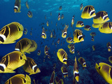 A School of Raccon Butterflyfish in Hawaii. Photographic Print by Andy Lerner