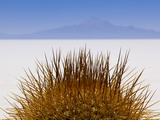 Details of Native Cactus Species on the Island of Incahuasi in T Photographic Print by Sergio Ballivian