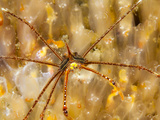 Arrowhead Crab Photographic Print by Christian Vizl