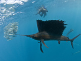 Atlantic Sailfish Hunt and Feed on Sardine Schools Off the Coast of Mexico. Photographic Print by Andy Lerner