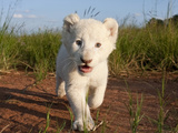 Adorable Portrait of a White Lion Cub Walking and Smiling with Direct Eye Contact. Photographic Print by Karine Aigner