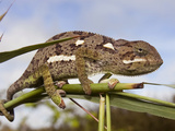 Portrait of Flap-Necked Chameleon. Botswana, Africa. Photographic Print by Karine Aigner