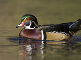A Male Wood Duck (Aix Sponsa) on a Small Pond in Southern California. Photographic Print by Neil Losin
