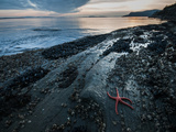 Starfish.  Puget Sound. Washington. Photographic Print by Steven Gnam