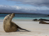 Galapagos Islands, Ecuador Photographic Print by Karine Aigner