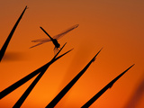 A Single Dragonfly Perched on a Leaf. Okavango Delta, Botswana. Photographic Print by Karine Aigner