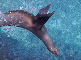 Galapagos Islands, Ecuador Photographic Print by Karine Aigner
