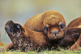 Southern Sea Lion or Patagonian Sea Lion Sleeping, Falkland Islands Photographic Print by Martin Zwick