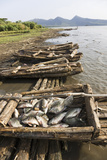 Fishing on Lake Chamo in Raft Made of Isoke Wood, Arba Minch, Ethiopia, Africa Photographic Print by Martin Zwick