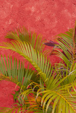Palm Tree Against Colorful Stucco Wall, Cozumel, Mexico Photographic Print by Lisa S. Engelbrecht