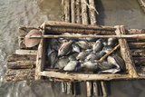 Fishing on Lake Chamo in Raft Made of Isoke Wood, Arba Minch, Ethiopia, Africa Photographic Print by Martin Zwick