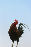 Rooster, Banaue, Ifugao Province, Philippines Fotografie-Druck von Keren Su