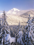 Winter Frost Trees on Mt. Hood, Mt Hood National Forest, Oregon, USA Photographic Print by Stuart Westmorland