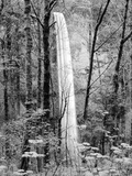 Latourell Falls, Columbia River Gorge National Scenic Area, Oregon, USA Photographic Print by Charles Crust