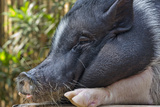 Hog in the Philippines Photographic Print by Keren Su