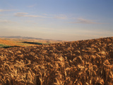 View of Barn Surrounded with Wheat Field, Palouse, Washington State, USA Photographic Print by Stuart Westmorland