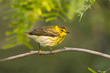 Cape May Warbler Bird, Juvenile Male Foraging During Migration Photographie par Larry Ditto