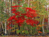 Red Maple and White Birch, White Mountains National Forest, New Hampshire, USA Photographic Print by Adam Jones