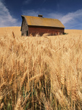 View of Wheat Field, Palouse, Washington State, USA Photographic Print by Stuart Westmorland