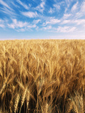 Wheat Field, Oregon, USA Photographie par Stuart Westmorland