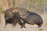 Collared Peccary Bird or Javelina Fighting, Texas, USA Photographic Print by Larry Ditto