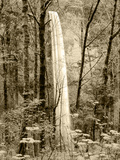 Latourell Falls, Columbia River Gorge National Scenic Area, Oregon, USA Photographic Print by Charles Crust
