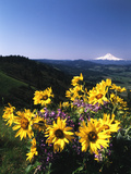 View of Blue-Pod Lupine and Arrowleaf Balsamroot Flower, Mt Hood, Oregon, USA Photographic Print by Stuart Westmorland