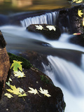 View of River Merced, Yosemite National Park, California, USA Photographic Print by Stuart Westmorland