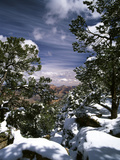 Grand Canyon National Park, Trees Covered with Snow, Arizona, USA Photographic Print by Adam Jones